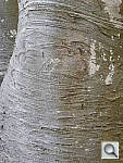 Click to see YP1000415.JPG