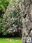 Click to see YP1000419.JPG