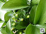 Click to see YP1000437.JPG