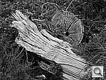 Click to see YP1000438.JPG