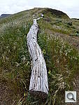 Click to see YP1000441.JPG