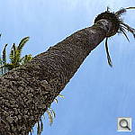 Click to see YP1000481.JPG
