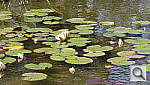 Click to see YP1000487.JPG