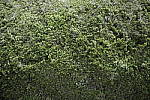 Click to see Y-Sigma24-70A-1DXII-CQ3I8620.JPG