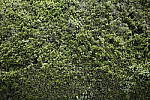Click to see Y-Sigma24-70A-1DXII-CQ3I8633.JPG