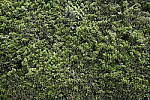 Click to see Y-Sigma24-70A-1DXII-CQ3I8666.JPG