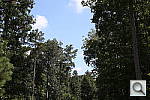 Click to see E1DXPINE.JPG