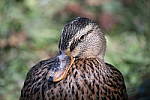 Click to see Y-Sigma150-600_BX6Q1667.JPG