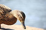 Click to see Y-Sigma150-600_BX6Q1701.JPG