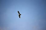 Click to see Y-Sigma150-600_BX6Q1750.JPG