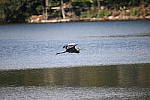 Click to see Y-Sigma150-600_BX6Q1763.JPG