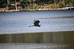 Click to see Y-Sigma150-600_BX6Q1764.JPG