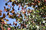 Click to see Y-Sigma150-600_BX6Q1775.JPG