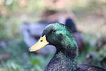 Click to see Y-Sigma150-600_BX6Q1781.JPG