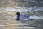 Click to see Y-WB-786A1328.JPG