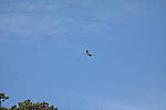 Click to see Y-WB-786A1364.JPG