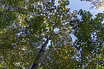 Click to see Y-WB-786A1375-EDIT.JPG