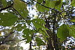 Click to see Y-WB-786A1428.JPG