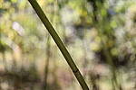 Click to see Y-WB-786A1658.JPG