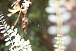 Click to see Y-WB-786A1661.JPG