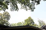 Click to see Y-wb-5div-786A8372-2stop.JPG