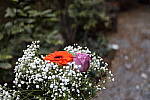 Click to see Y786A3756-bokeh-maxleft.JPG