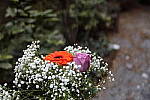 Click to see Y786A3756-bokeh-maxright.JPG