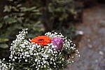 Click to see Y786A3756-ghostreduce-on.JPG
