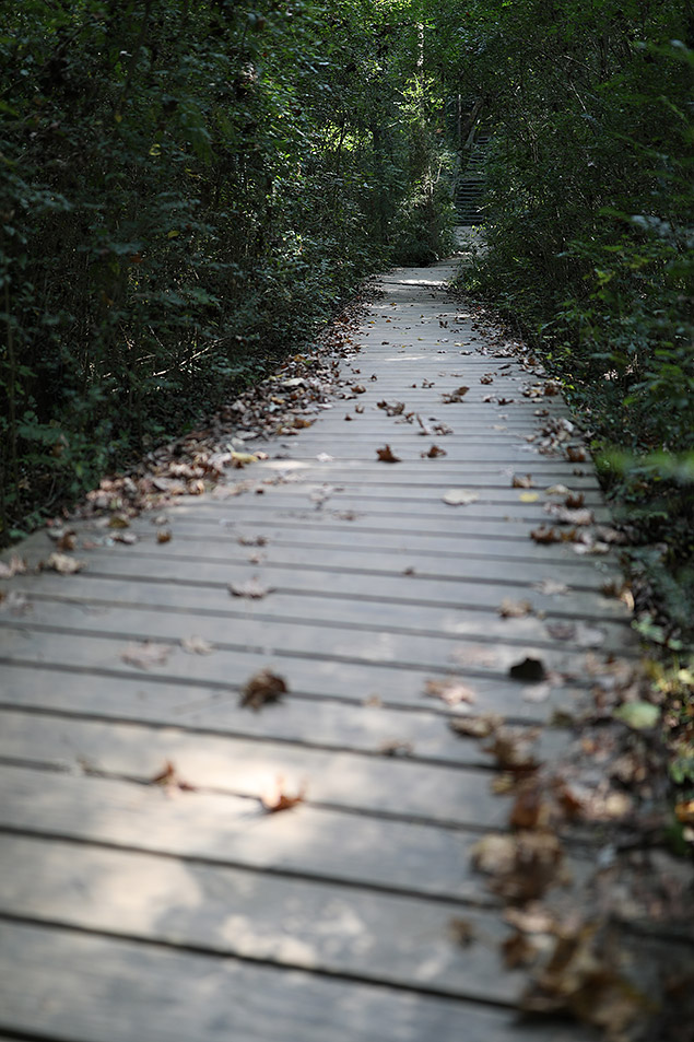 Canon 5D Mark IV Review -- Gallery Image