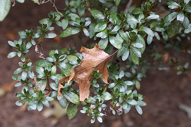 Canon 5D Mark IV Review -- Gallery Image