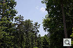 Click to see E5D3PINE_ACRu250r03.JPG