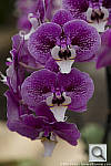 Click to see Y04291VENER.JPG