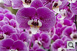 Click to see Y04390VENER.JPG