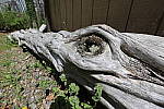 Click to see Y_11-24MM-445.JPG