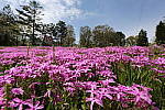 Click to see Y_11-24MM-528.JPG
