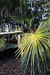 Click to see Y_11-24MM-679.JPG