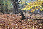 Click to see Y-JG-TAMRON-17-35-9121.JPG