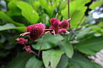 Click to see Y-Laowa15-1C6A8238.JPG
