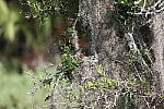 Click to see Y1C6A5785.JPG