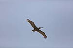 Click to see Y1C6A6245.JPG