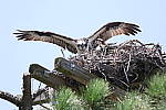 Click to see Y1C6A6587.JPG