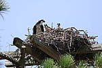 Click to see Y1C6A6622.JPG