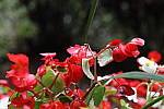 Click to see Y1C6A7388-5DSR-Std.JPG