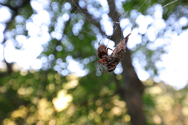 Canon 5DS R Review -- Gallery Photo