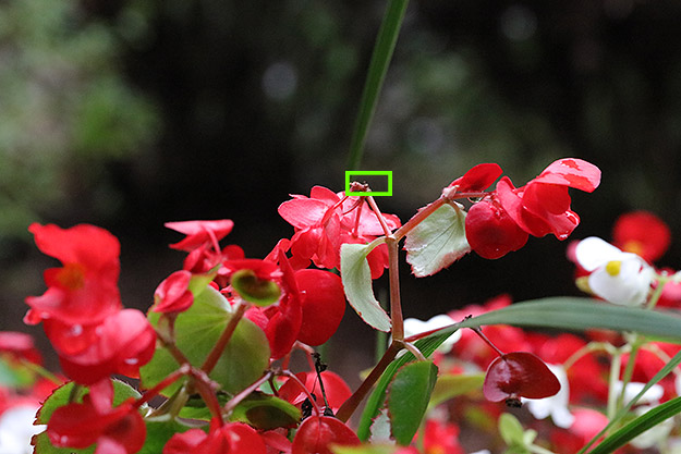 Canon 5DS R Review -- Gallery Photo