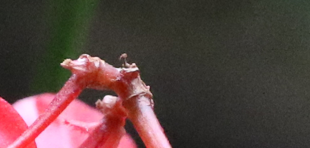 Canon 5DS R Review -- Gallery Photo