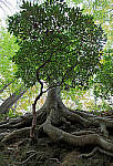 Click to see YS-SGM20MM-295-EDIT.JPG