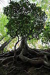 Click to see YS-SGM20MM-295.JPG