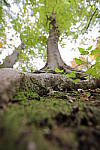 Click to see YS-SGM20MM-297.JPG