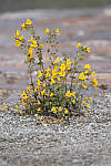 Click to see Y_MG_0100-RAW-BETA.JPG